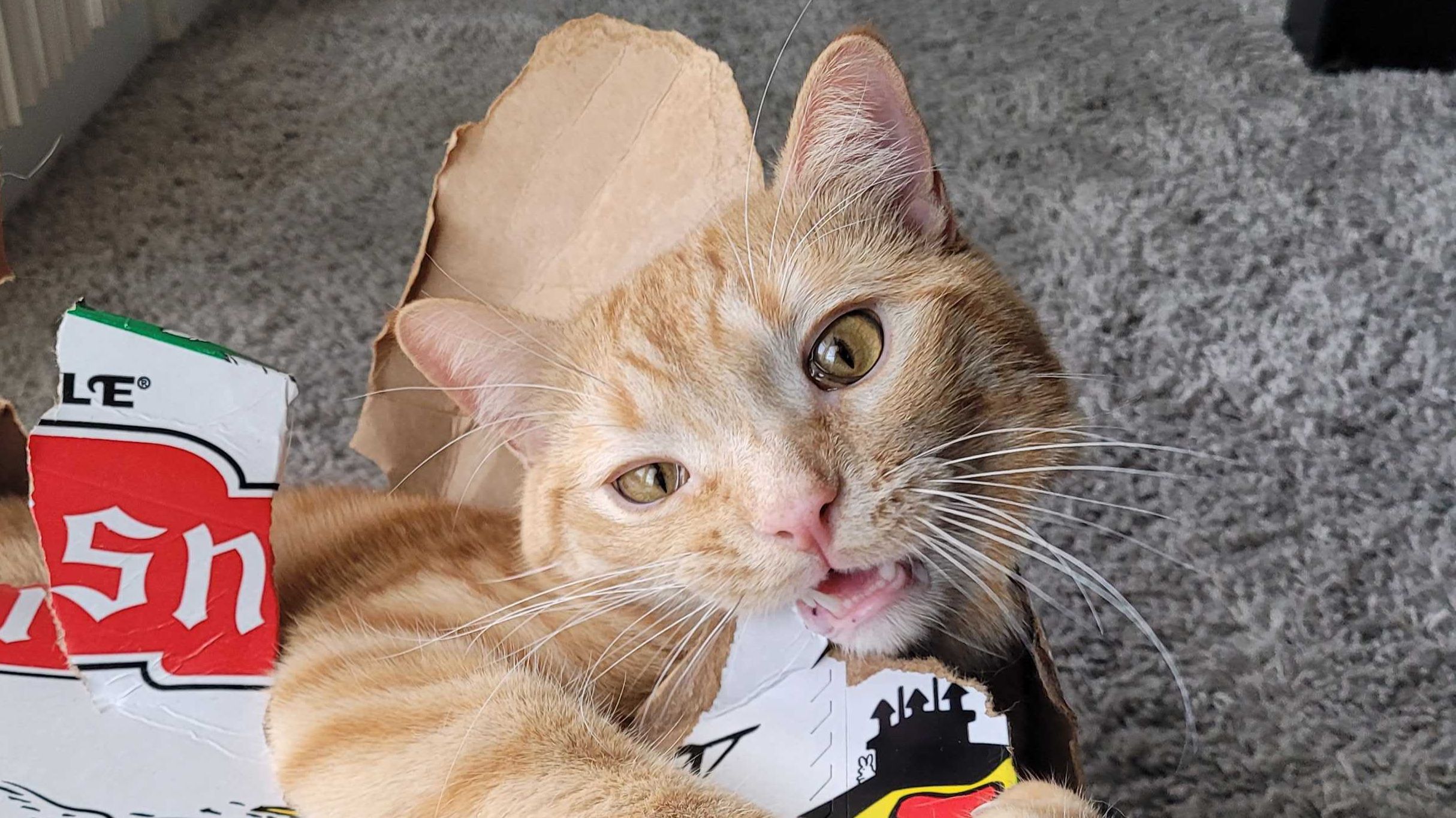 An agent of chaos: Bad Arthur