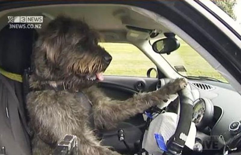 A rescue dog drives a MINI Countryman in a New Zealand SPCA promotional video. (Screen shot/3News)