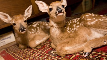 A couple in Saskatoon played host to a pair of fawns after the mother deer had been hit by a car. The male and female like sleeping under the dining room table.