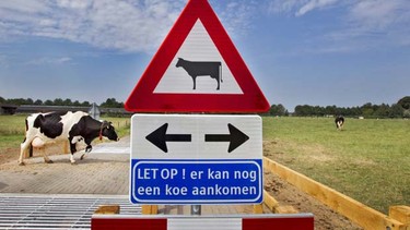 Cow crossing