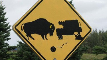 Buffalo road sign