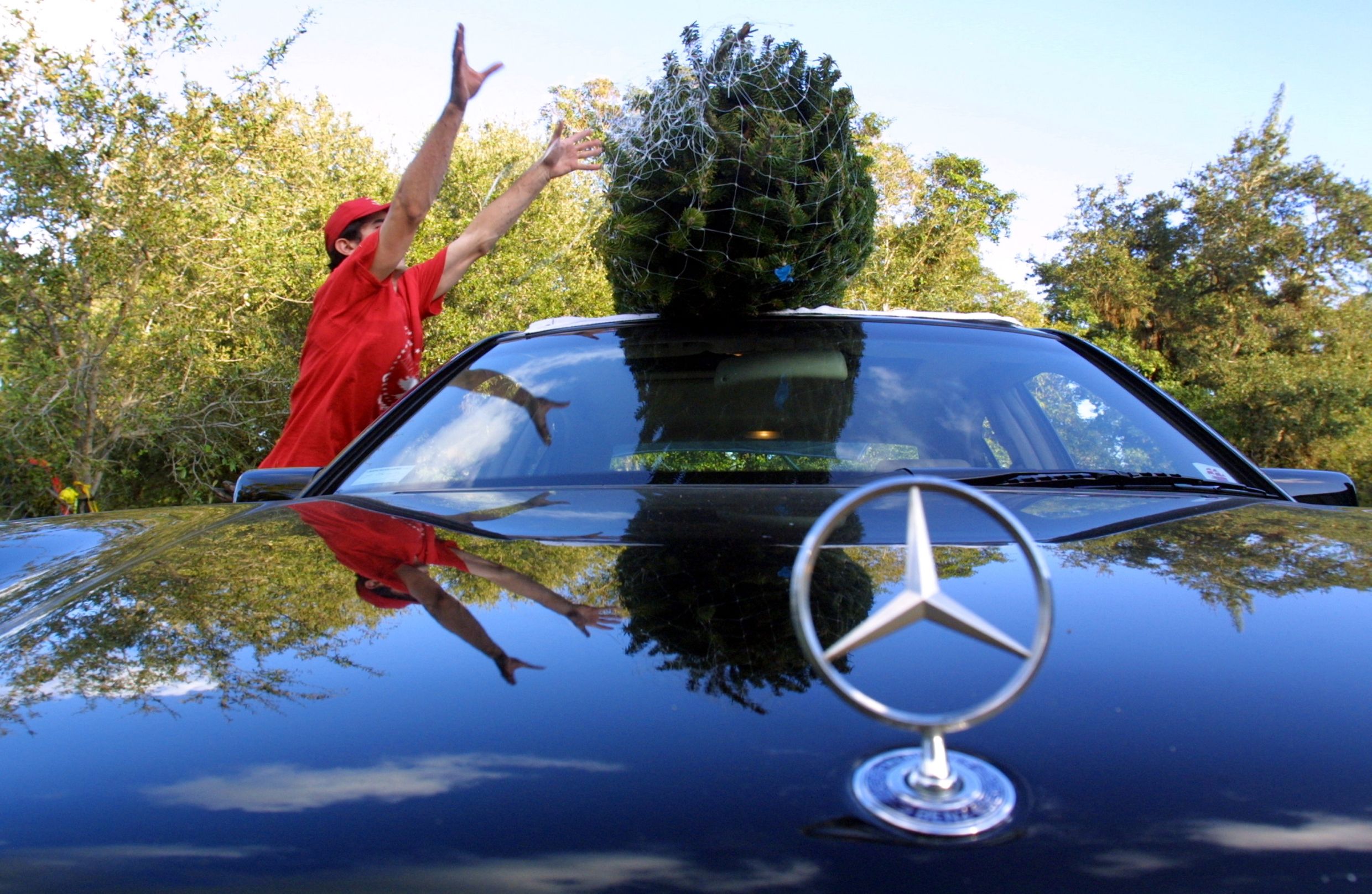 Top tips on securely transporting a Christmas tree Driving