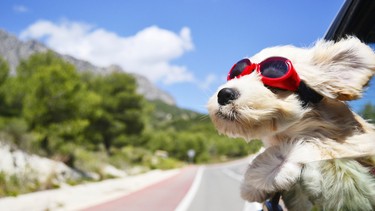 Buying a car in which your pet can feel comfortable is something to keep in mind when looking for a new vehicle.