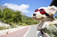Buying a car in which your pet can feel comfortable is something to keep in mind when looking for a new vehicle.
