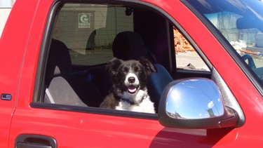 Comet Sowerby demonstrates the correct place for a motoring canine, not on a drivers lap.