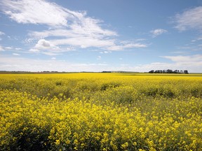 A crop of canola in a vast field: it's just one of the many road sights we are depriving ourselves of.