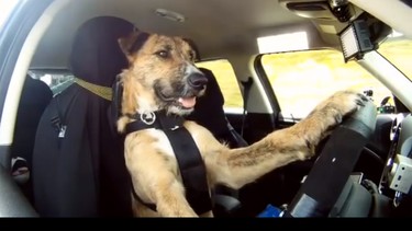 Porter is a dog that can drive a Mini Countryman. Prepare to have your heart melt.