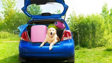 If you're bringing your pet on your March Break road trip, there are extra precautions to take.