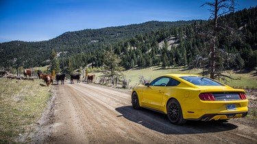 The yellow 'Stang faces off with a herd of cows blocking the road.