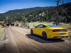 The yellow 'Stang faces off with a herd of cows blocking the road.