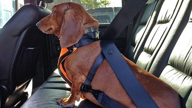 Sleepypod's Clickit Utility Dog Harness  was identified as the 2013 Top Performing Harness.