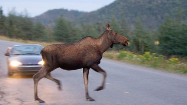 If you hit a large animal and your car is low enough, the animal itself can slide up the hood and smash through the windshield if it's fast and heavy enough.