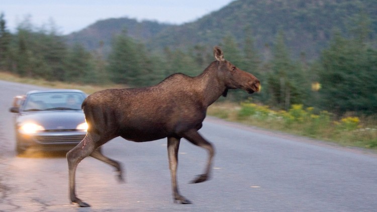 How to properly slam into wildlife with your car — to save your life ...