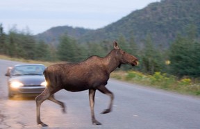 If you hit a large animal and your car is low enough, the animal itself can slide up the hood and smash through the windshield if it's fast and heavy enough.