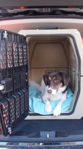 Dogs in Car
