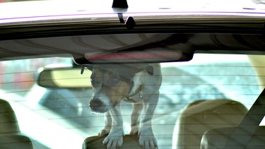 When temperatures start to rise, leaving a dog in the car is dangerous