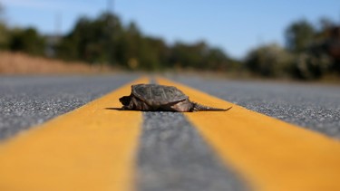 turtle crossing the road