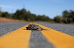 Helden in einer Halbschale: Wie Autofahrer Schildkröten (richtig) helfen können
