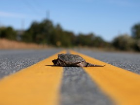 Inevitably you will come across an animal in the road, so be prepared to react – safely