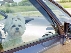 Let your pet get used to your vehicle weeks before you take them on a trip.