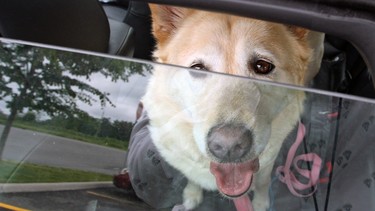 One use of the Winshieldink app is to alert local SPCAs about dogs left in cars.