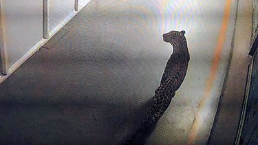 This photo of a screen displaying CCTV footage shows a leopard walking inside an Indian car factory in Manesar on October 5, 2017.