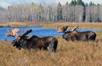 Moose found in B.C. man's garage licking road salt off his truck