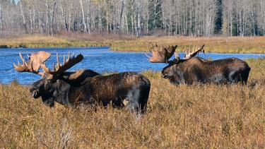 Moose on the shores of a river in Alberta.