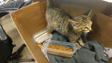 Toyota, a kitten rescued from a rental Camry's engine bay by Kingston Toyota early June 2018.