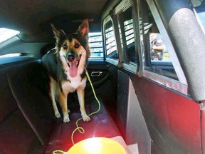 This dog was recently rescued by Halton Regional Police Service in Burlington, ON, from a hot car. Here it's cooling down in the back of a cruiser.