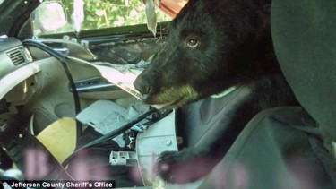 A black bear opened the door of a Subaru Impreza and completely trashed the interior.