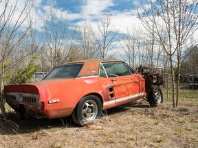 The 1967 Shelby GT500 Mustang EXP known as "Little Red," in a field in Texas