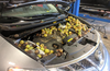 A Nissan Murano engine bay stuffed with nuts in an Ontario garage.