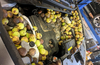 A Nissan Murano engine bay stuffed with nuts in an Ontario garage.