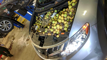 A Nissan Murano engine bay stuffed with nuts in an Ontario garage.