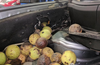 A Nissan Murano engine bay stuffed with nuts in an Ontario garage.