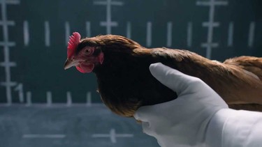 A Mercedes-Benz chicken makes a cameo in a Jaguar ad about car handling.