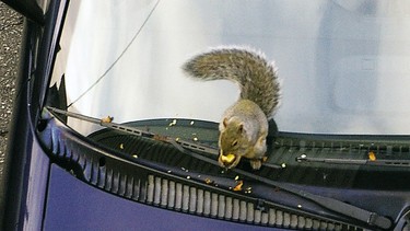 In this file photo, a squirrel munches on an acorn on the hood of a car in a downtown parking lot in St. Thomas, Ontario. Especially in winter, little critters see your car as an excellent place to keep warm and store food.
