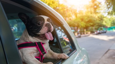 Dog with head out the window