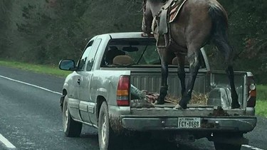 A horse standing up in the back of a truck bed on a highway in Texas