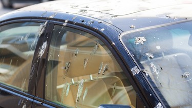 Bird droppings on car