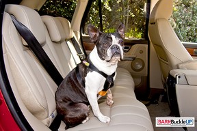 Dog Safety Harness
