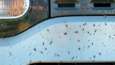 Don't let bug guts sit on your car's finish for too long.
