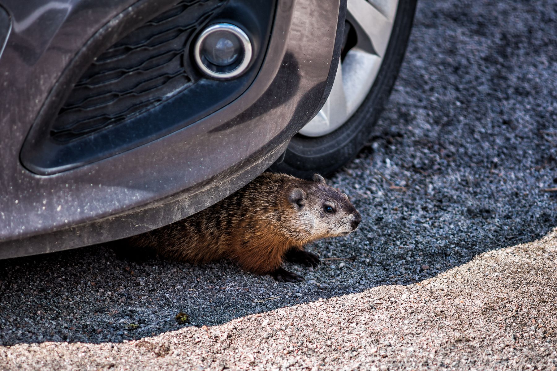 Your Corner Wrench: Critters and what they can do to your car | Driving