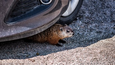 Closeup of a rodent hiding under a car by the tire in shadow.