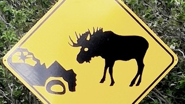 When you're dealing with the potential to hit a moose, always stay alert.
