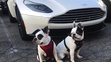 This Hollywood dog walker photographs his “clients” in front of the nicest cars he can find