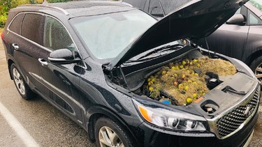 The Persics' car stashed with over 200 walnuts and mounds of grass.
