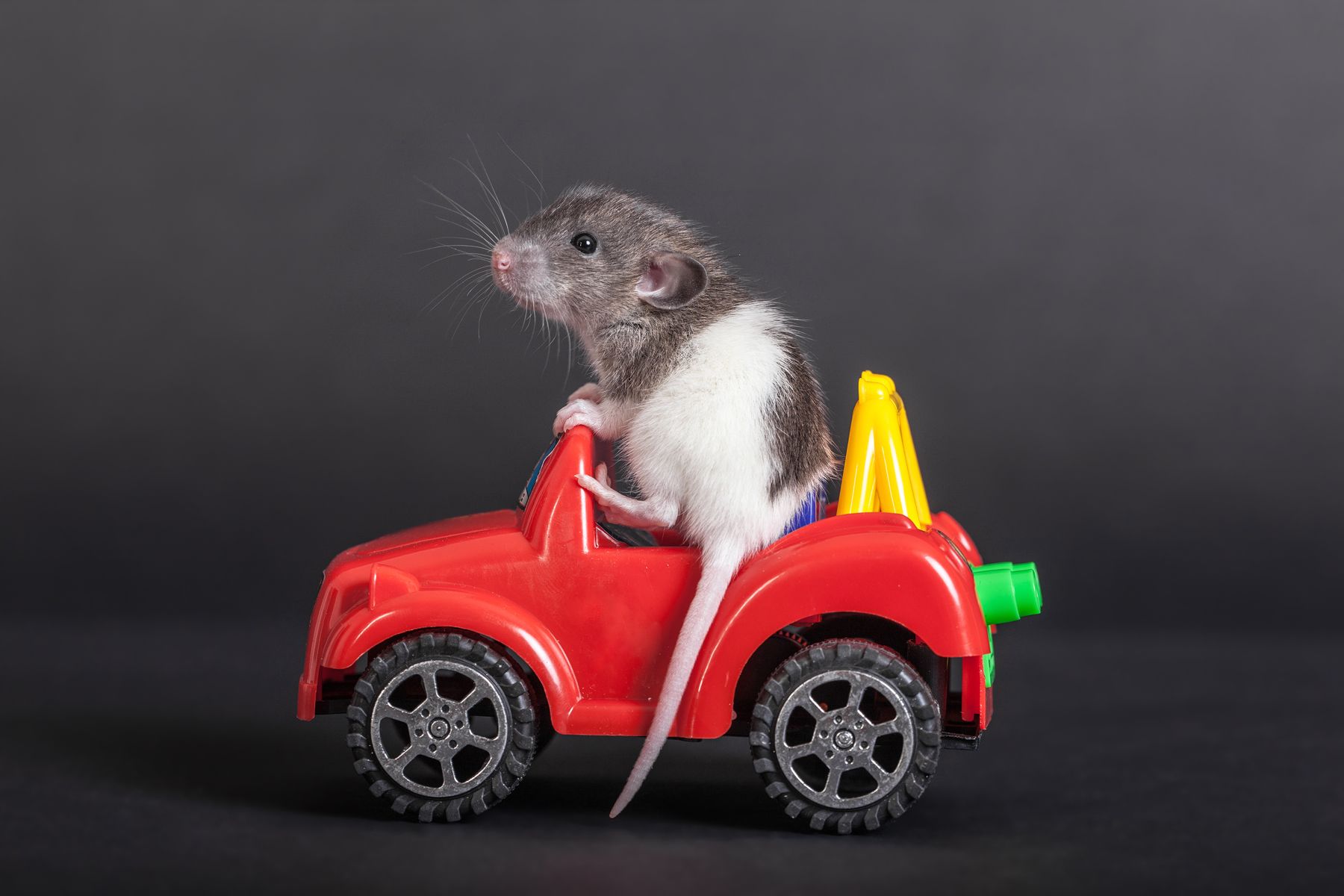 rats in car