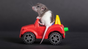 baby rat on the toy car